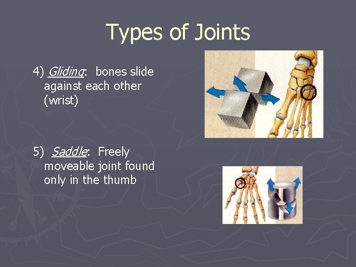 Types of Joints 4) Gliding: bones slide against each other (wrist) 5) Saddle: Freely