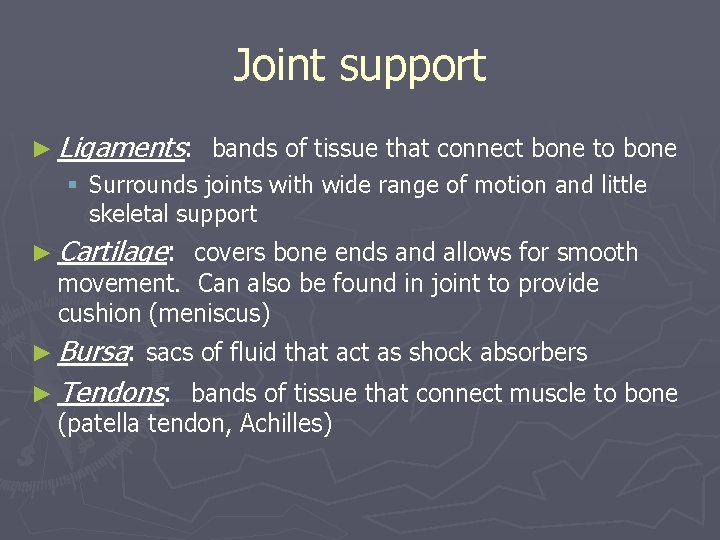 Joint support ► Ligaments: bands of tissue that connect bone to bone § Surrounds