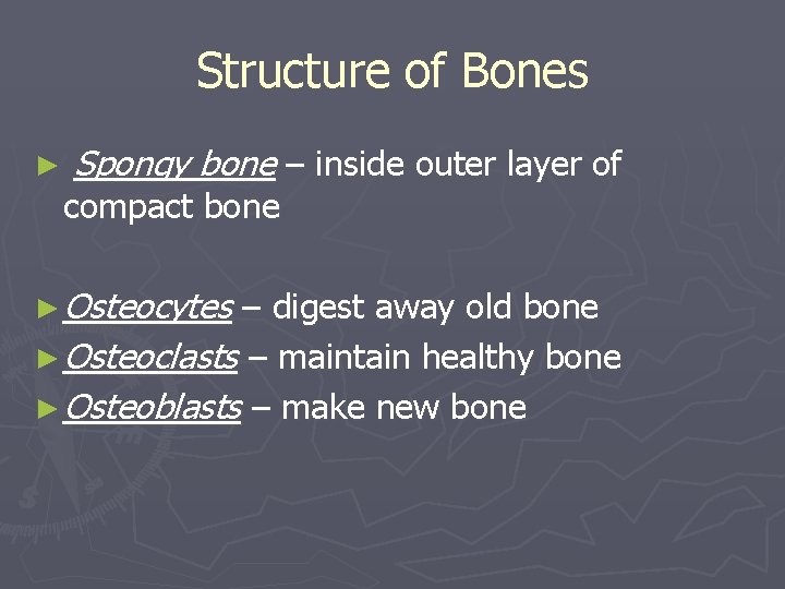 Structure of Bones ► Spongy bone – inside outer layer of compact bone ►