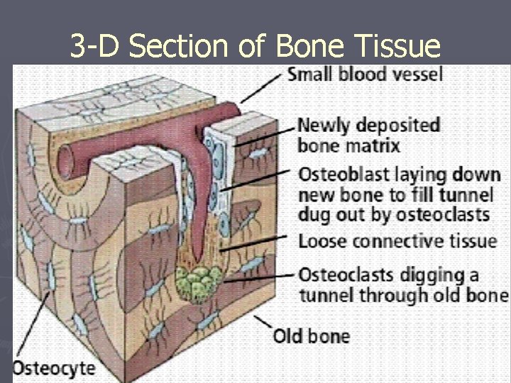 3 -D Section of Bone Tissue 