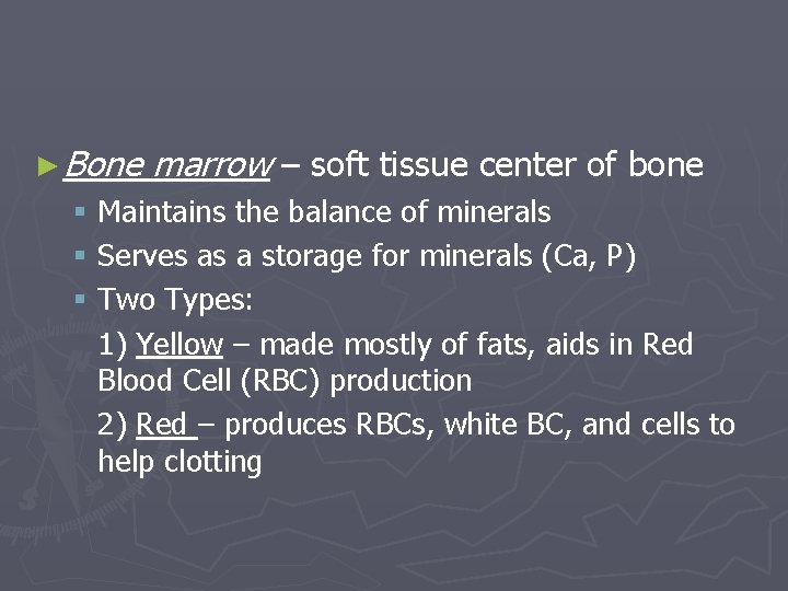► Bone marrow – soft tissue center of bone § Maintains the balance of