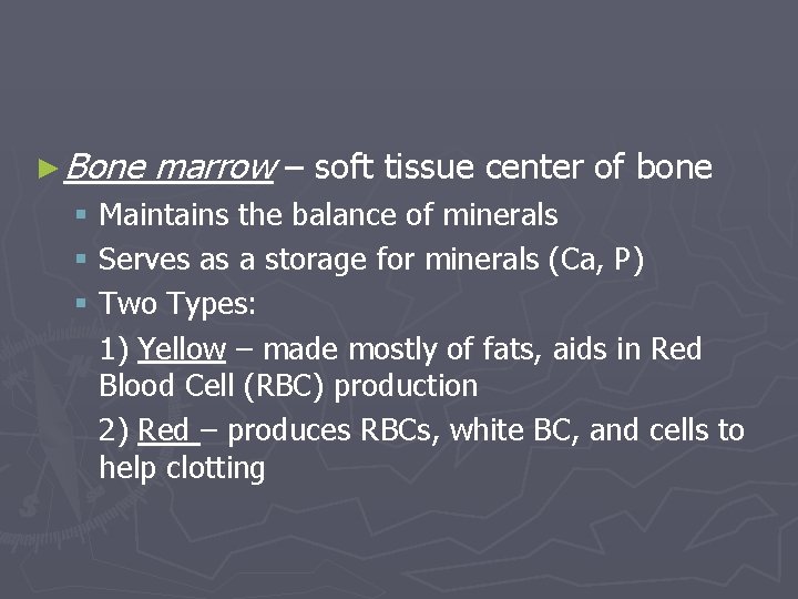 ► Bone marrow – soft tissue center of bone § Maintains the balance of