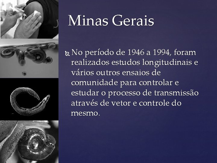 Minas Gerais No período de 1946 a 1994, foram realizados estudos longitudinais e vários