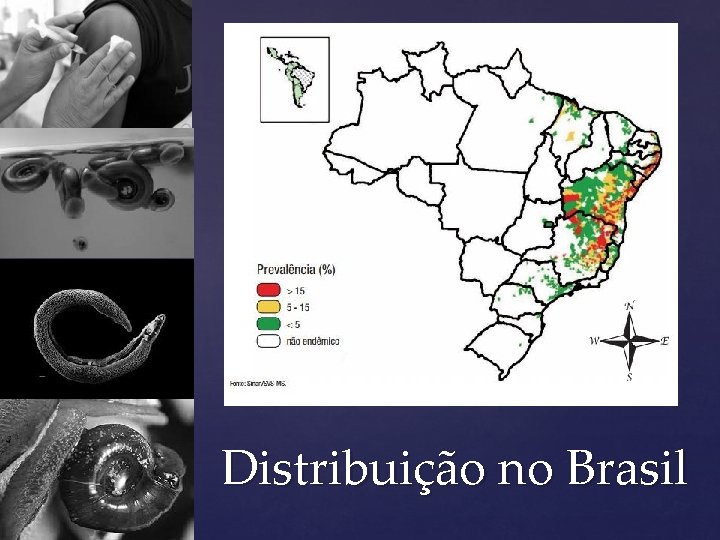 Distribuição no Brasil 