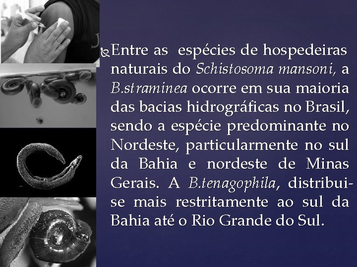 Entre as espécies de hospedeiras naturais do Schistosoma mansoni, a B. straminea ocorre em