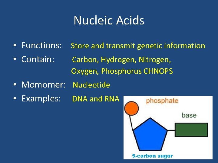 Nucleic Acids • Functions: Store and transmit genetic information • Contain: Carbon, Hydrogen, Nitrogen, Nucleic Acids • Functions: Store and transmit genetic information • Contain: Carbon, Hydrogen, Nitrogen,