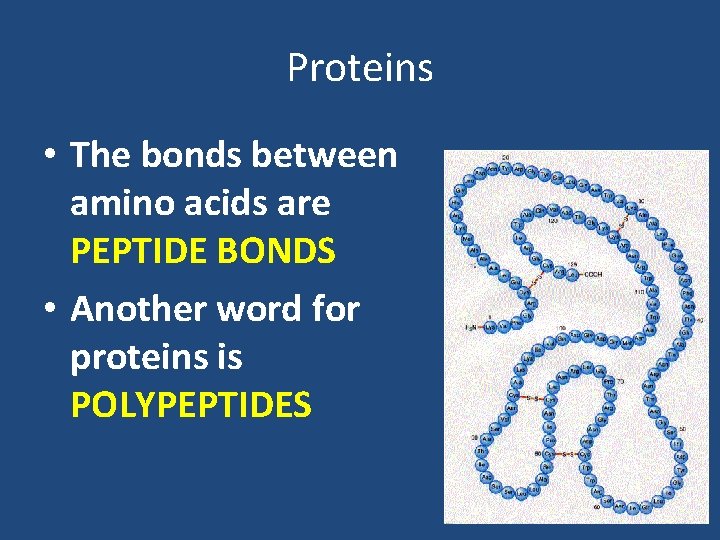Proteins • The bonds between amino acids are PEPTIDE BONDS • Another word for Proteins • The bonds between amino acids are PEPTIDE BONDS • Another word for