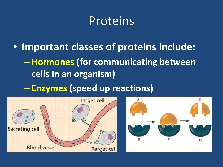 Proteins • Important classes of proteins include: – Hormones (for communicating between cells in Proteins • Important classes of proteins include: – Hormones (for communicating between cells in
