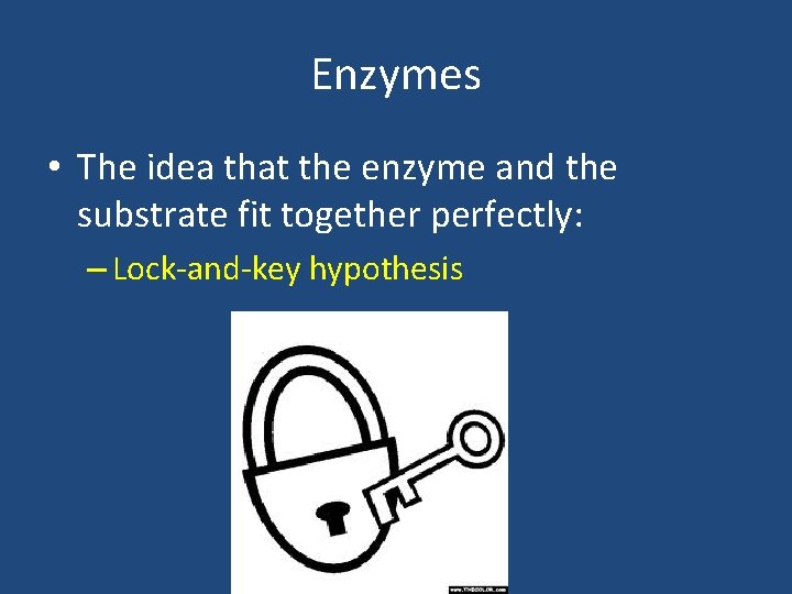 Enzymes • The idea that the enzyme and the substrate fit together perfectly: – Enzymes • The idea that the enzyme and the substrate fit together perfectly: –