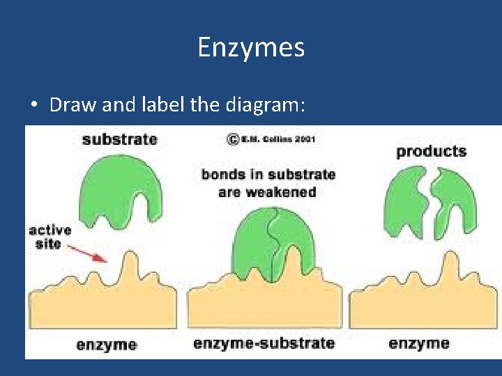 Enzymes • Draw and label the diagram: Enzymes • Draw and label the diagram: