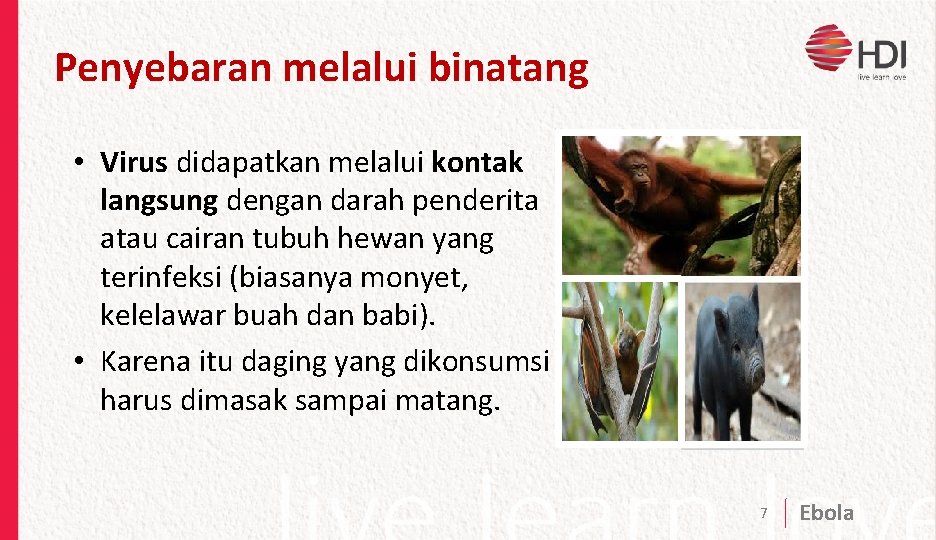 Penyebaran melalui binatang • Virus didapatkan melalui kontak langsung dengan darah penderita atau cairan