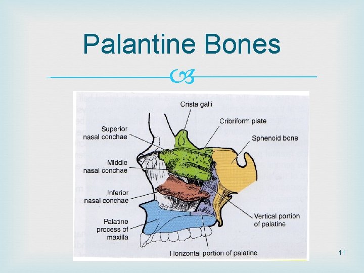 Palantine Bones 11 Palantine Bones 11