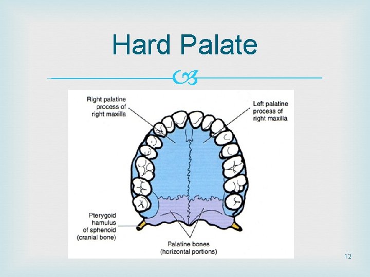 Hard Palate 12 Hard Palate 12