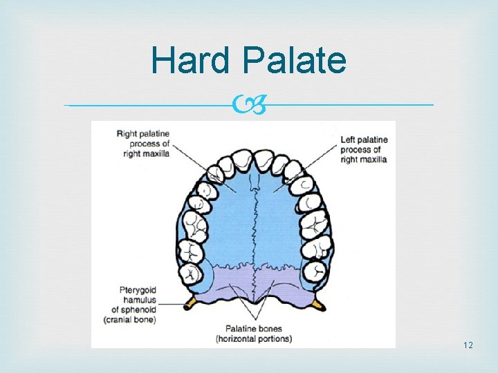 Hard Palate 12 