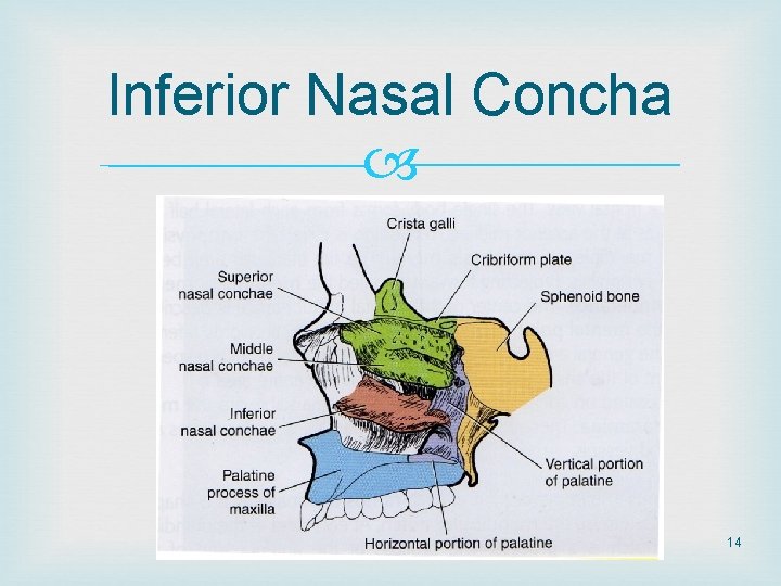 Inferior Nasal Concha 14 