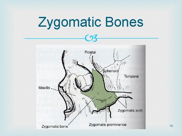 Zygomatic Bones 16 