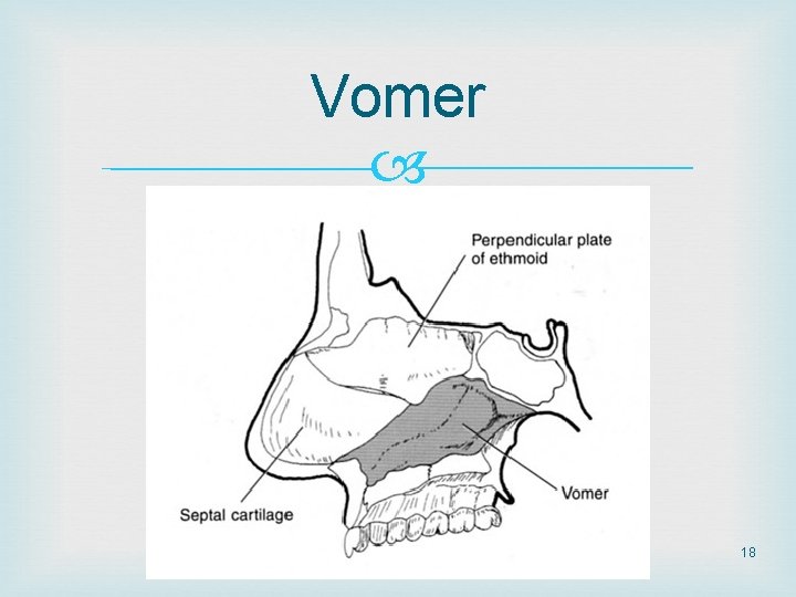 Vomer 18 Vomer 18