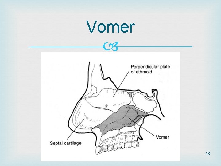 Vomer 18 