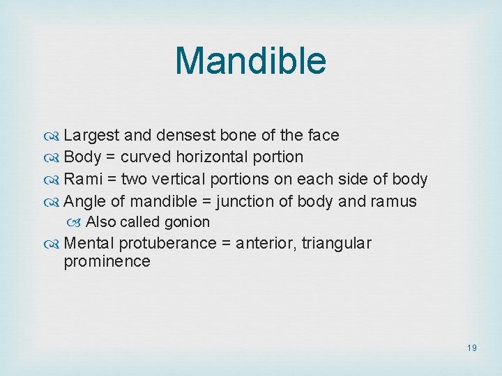 Mandible Largest and densest bone of the face Body = curved horizontal portion Rami Mandible Largest and densest bone of the face Body = curved horizontal portion Rami