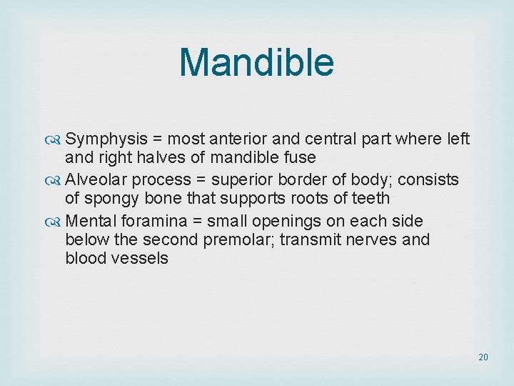 Mandible Symphysis = most anterior and central part where left and right halves of Mandible Symphysis = most anterior and central part where left and right halves of