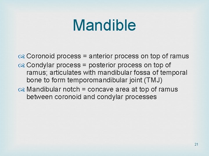 Mandible Coronoid process = anterior process on top of ramus Condylar process = posterior Mandible Coronoid process = anterior process on top of ramus Condylar process = posterior