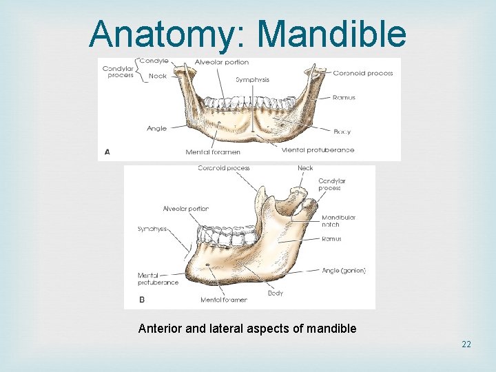 Anatomy: Mandible Anterior and lateral aspects of mandible 22 