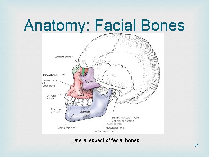 Anatomy: Facial Bones Lateral aspect of facial bones 24 Anatomy: Facial Bones Lateral aspect of facial bones 24