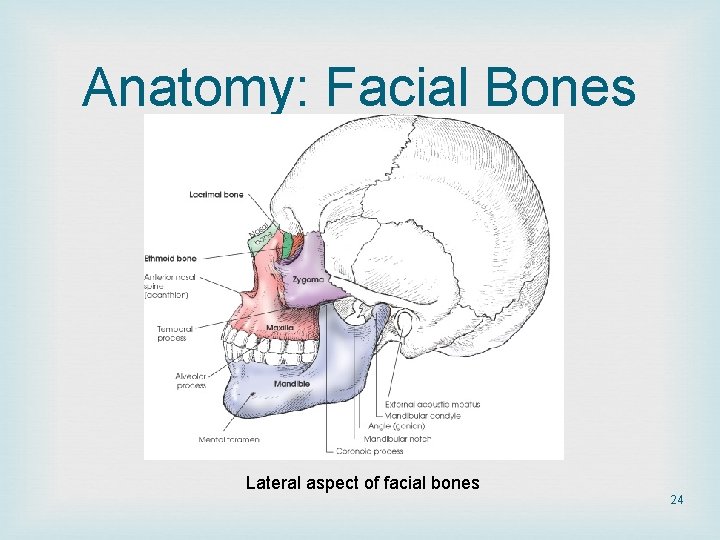 Anatomy: Facial Bones Lateral aspect of facial bones 24 