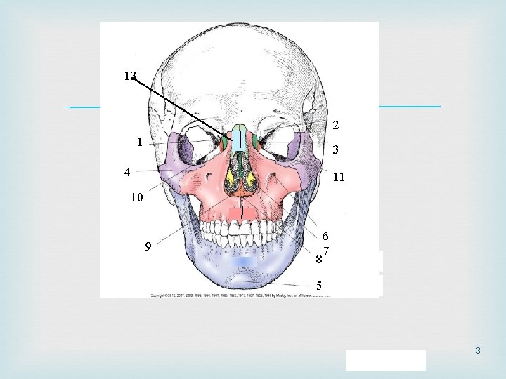 Nasal 13 bone 2 1 3 4 11 10 9 88 6 7 5 Nasal 13 bone 2 1 3 4 11 10 9 88 6 7 5