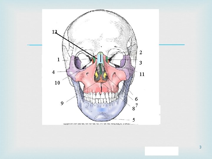 Nasal 13 bone 2 1 3 4 11 10 9 88 6 7 5