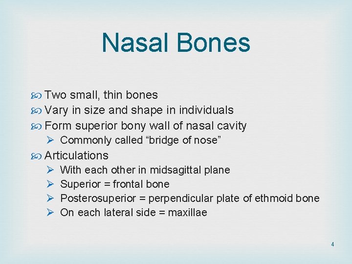 Nasal Bones Two small, thin bones Vary in size and shape in individuals Form