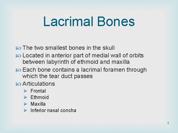 Lacrimal Bones The two smallest bones in the skull Located in anterior part of