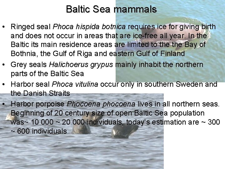 Baltic Sea mammals • Ringed seal Phoca hispida botnica requires ice for giving birth