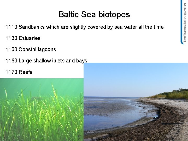 Baltic Sea biotopes 1110 Sandbanks which are slightly covered by sea water all the