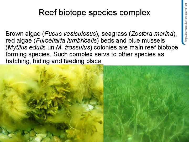 Reef biotope species complex Brown algae (Fucus vesiculosus), seagrass (Zostera marina), red algae (Furcellaria