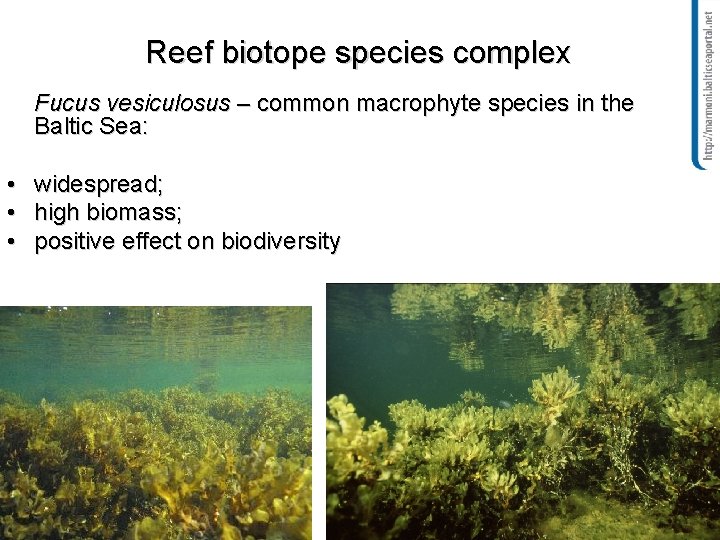 Reef biotope species complex Fucus vesiculosus – common macrophyte species in the Baltic Sea:
