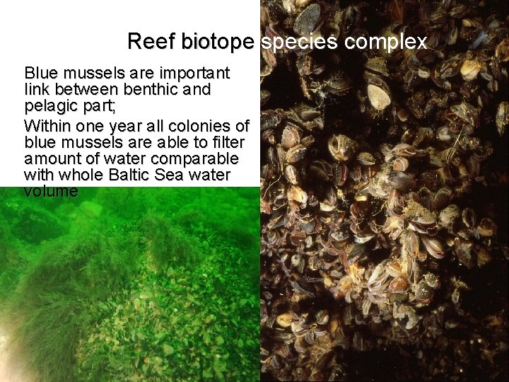 Reef biotope species complex Blue mussels are important link between benthic and pelagic part;