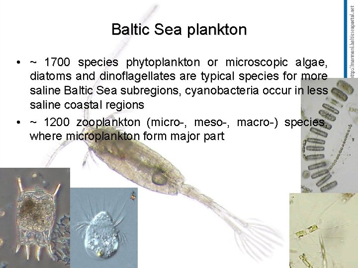 Baltic Sea plankton • ~ 1700 species phytoplankton or microscopic algae, diatoms and dinoflagellates