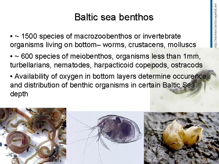 Baltic sea benthos • ~ 1500 species of macrozoobenthos or invertebrate organisms living on