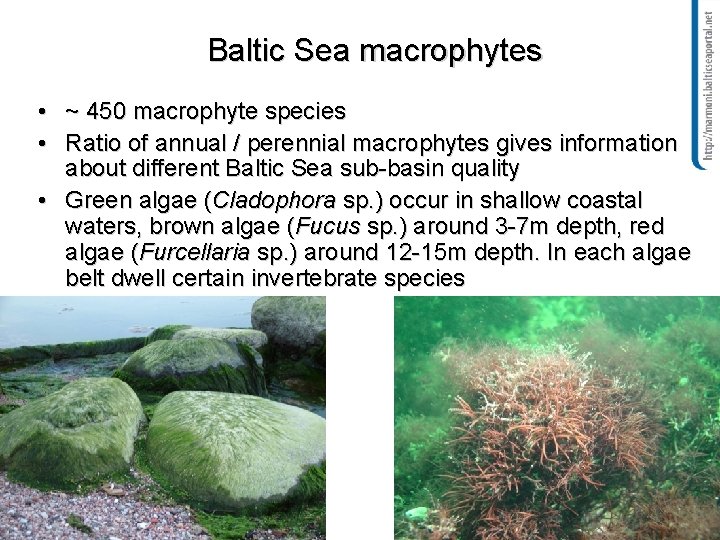 Baltic Sea macrophytes • ~ 450 macrophyte species • Ratio of annual / perennial