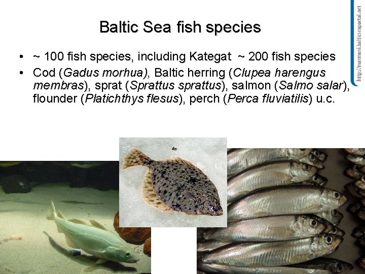 Baltic Sea fish species • ~ 100 fish species, including Kategat ~ 200 fish