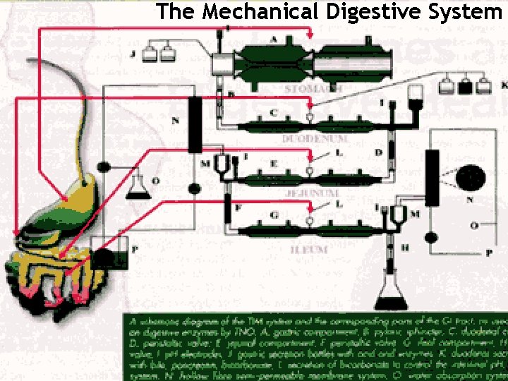Health. System and Everything The Mechanical Digestive 