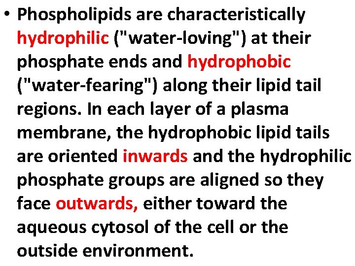  • Phospholipids are characteristically hydrophilic ("water-loving") at their phosphate ends and hydrophobic ("water-fearing")