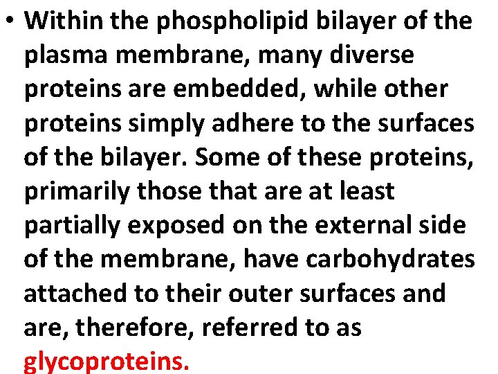  • Within the phospholipid bilayer of the plasma membrane, many diverse proteins are