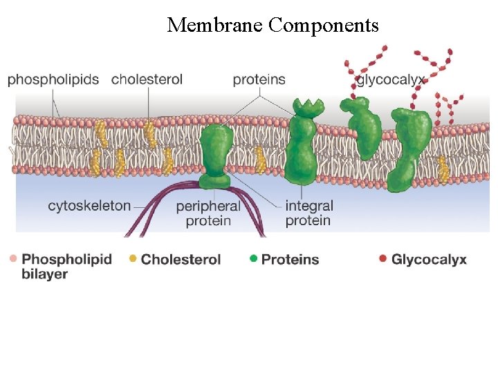Membrane Components 