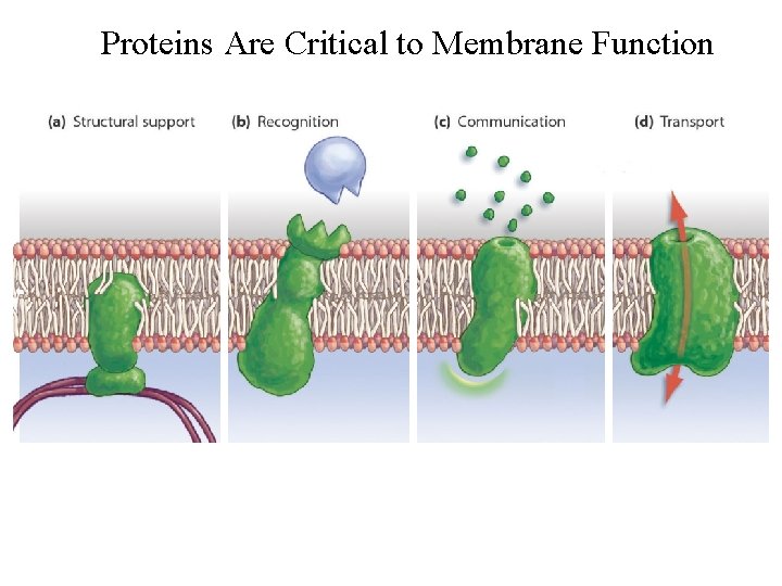 Proteins Are Critical to Membrane Function 