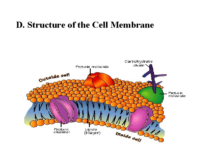 D. Structure of the Cell Membrane * 