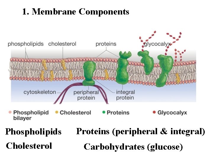 1. Membrane Components Phospholipids Cholesterol Proteins (peripheral & integral) Carbohydrates (glucose) 