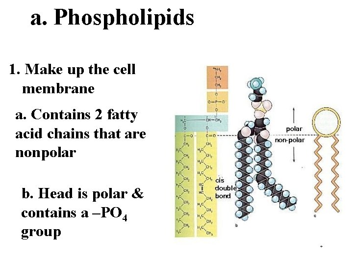 a. Phospholipids 1. Make up the cell membrane a. Contains 2 fatty acid chains