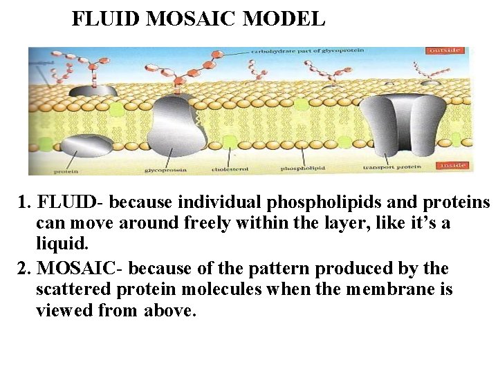 FLUID MOSAIC MODEL 1. FLUID- because individual phospholipids and proteins can move around freely
